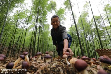 又帶動(dòng)山區農氣流粉碎機民增收致富